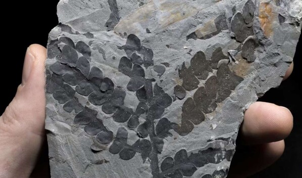 Las plantas sobrevivieron al asteroide que mat&oacute; a los dinosaurios duplicando su genoma 