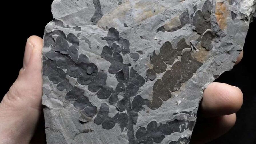 Las plantas sobrevivieron al asteroide que mat&oacute; a los dinosaurios duplicando su genoma 