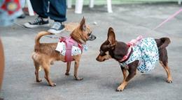Nueva York busca que el excremento de perros ya no sea un problema