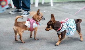 Alcald&iacute;a del Distrito Nacional esteriliza 100 gatos y vacuna 326 animales contra la rabia