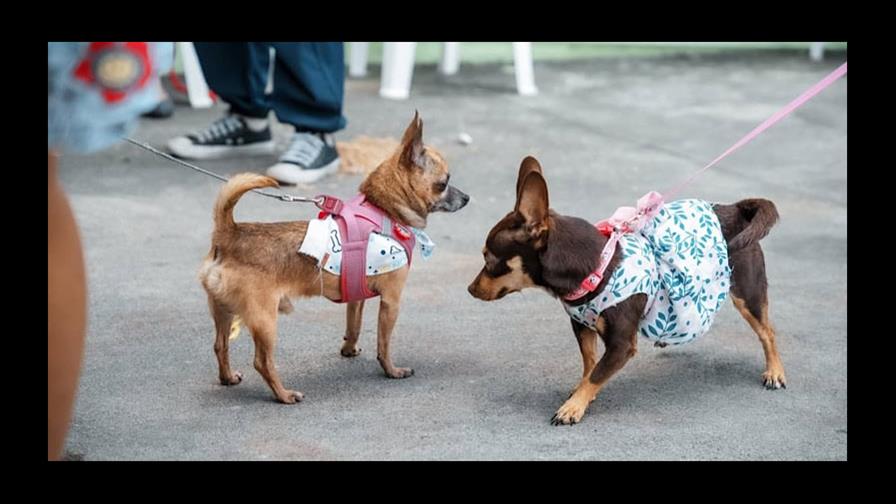 Nueva York busca que el excremento de perros ya no sea un problema