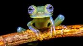 Crisis clim&aacute;tica amenaza a 6 especies de ranas de cristal, seg&uacute;n investigaci&oacute;n de Ecuador