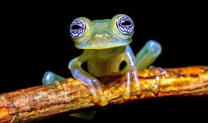 Crisis clim&aacute;tica amenaza a 6 especies de ranas de cristal, seg&uacute;n investigaci&oacute;n de Ecuador