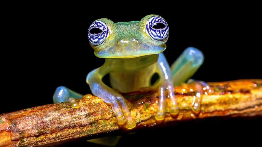 Crisis clim&aacute;tica amenaza a 6 especies de ranas de cristal, seg&uacute;n investigaci&oacute;n de Ecuador