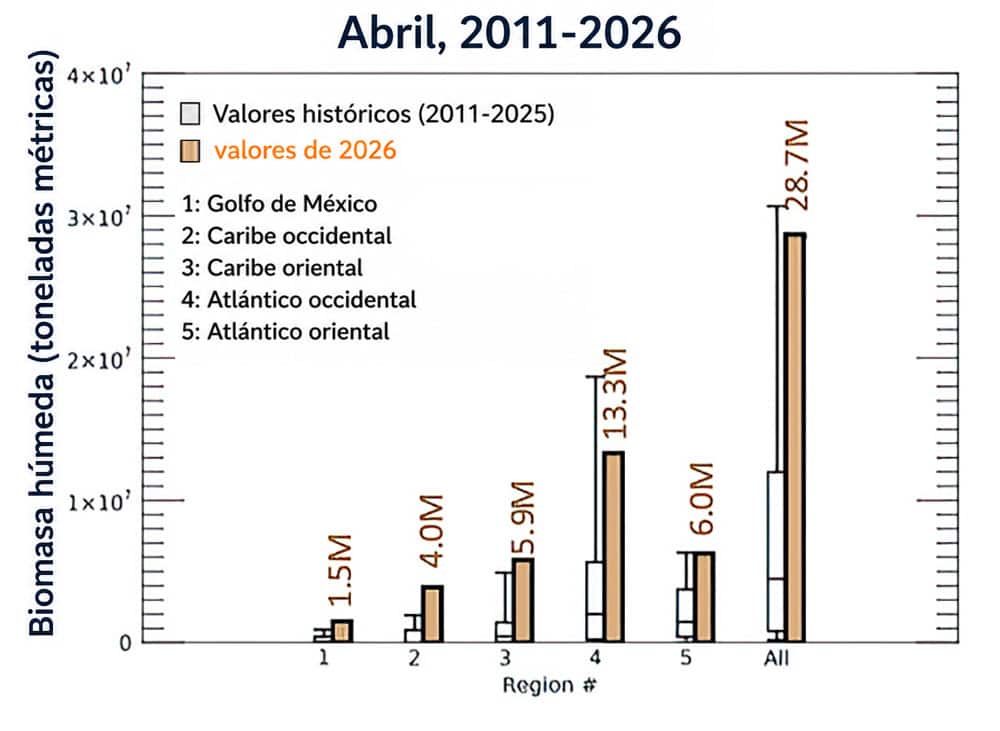 Gráfico muestra la biomasa húmeda de sargazo.&nbsp;