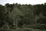 La superficie forestal mundial se redujo en 41 millones de hectáreas entre 2015 y 2025 La superficie forestal mundial se redujo en 41 millones de hectáreas entre 2015 y 2025
