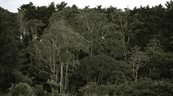 La superficie forestal mundial se redujo en 41 millones de hect&aacute;reas entre 2015 y 2025