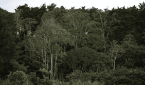 La superficie forestal mundial se redujo en 41 millones de hect&aacute;reas entre 2015 y 2025