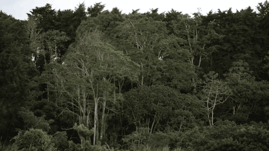 La superficie forestal mundial se redujo en 41 millones de hectáreas entre 2015 y 2025