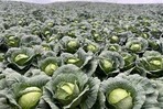 Bajos precios y costos disparados ponen contra la pared a agricultores de Constanza y Tireo
