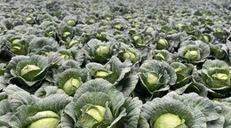 Bajos precios y costos disparados ponen contra la pared a agricultores de Constanza y Tireo