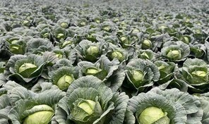 Bajos precios y costos disparados ponen contra la pared a agricultores de Constanza y Tireo