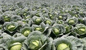 Bajos precios y costos disparados ponen contra la pared a agricultores de Constanza y Tireo