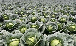 Bajos precios y costos disparados ponen contra la pared a agricultores de Constanza y Tireo
