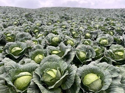Intervención del Gobierno solicitada por agricultores de Constanza