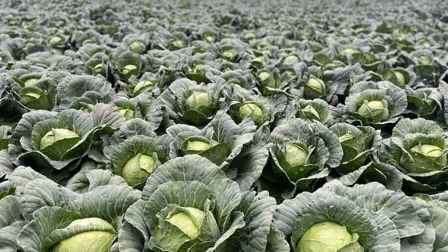 Bajos precios y costos disparados ponen contra la pared a agricultores de Constanza y Tireo