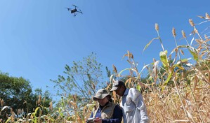 Una herramienta para saber qu&eacute; y cu&aacute;ndo sembrar ante el riesgo clim&aacute;tico en Centroam&eacute;rica
