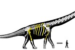 Descubren en Tailandia el último titán, el dinosaurio más grande del sudeste asiático Descubren en Tailandia el último titán, el dinosaurio más grande del sudeste asiático