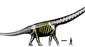 Descubren en Tailandia el &uacute;ltimo tit&aacute;n, el dinosaurio m&aacute;s grande del sudeste asi&aacute;tico