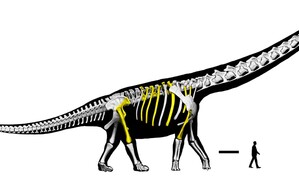 Descubren en Tailandia el &uacute;ltimo tit&aacute;n, el dinosaurio m&aacute;s grande del sudeste asi&aacute;tico