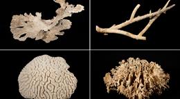 Colecci&oacute;n de corales fortalecer&aacute; patrimonio cient&iacute;fico marino del Museo Nacional de Historia Natural