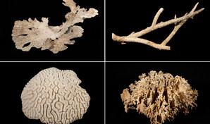 Colecci&oacute;n de corales fortalecer&aacute; patrimonio cient&iacute;fico marino del Museo Nacional de Historia Natural