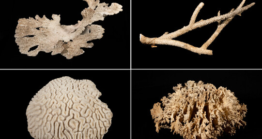 Colecci&oacute;n de corales fortalecer&aacute; patrimonio cient&iacute;fico marino del Museo Nacional de Historia Natural