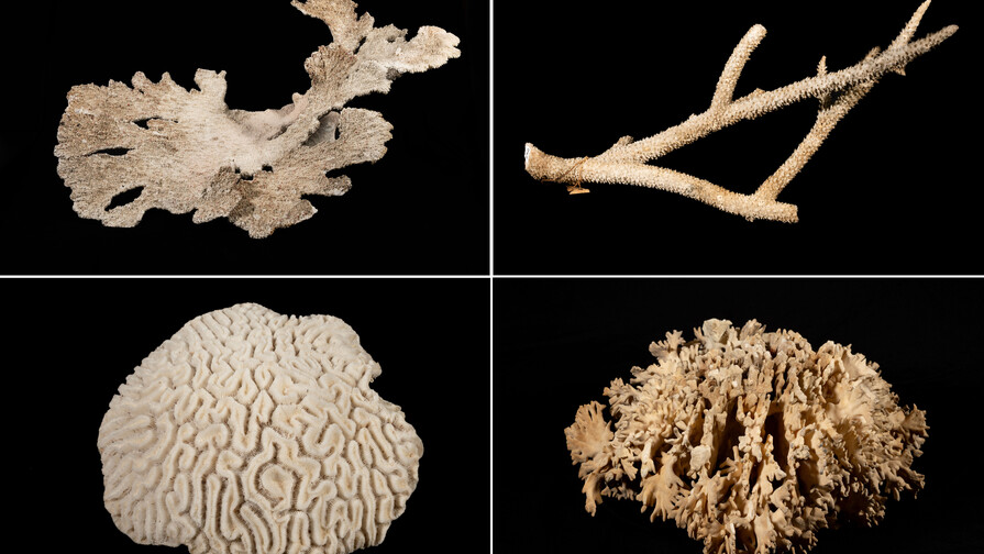 Colección de corales fortalecerá patrimonio científico marino del Museo Nacional de Historia Natural