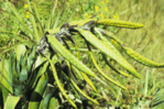 Descubren dos nuevas especies de bromelias en los Andes de Ecuador Descubren dos nuevas especies de bromelias en los Andes de Ecuador