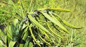 Descubren dos nuevas especies de bromelias en los Andes de Ecuador