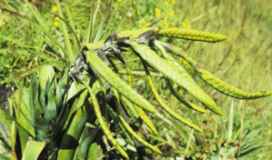 Descubren dos nuevas especies de bromelias en los Andes de Ecuador