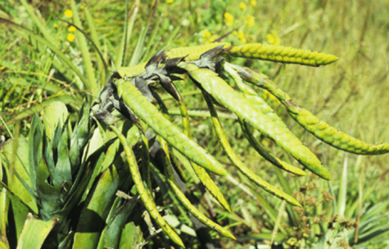 Descubren dos nuevas especies de bromelias en los Andes de Ecuador