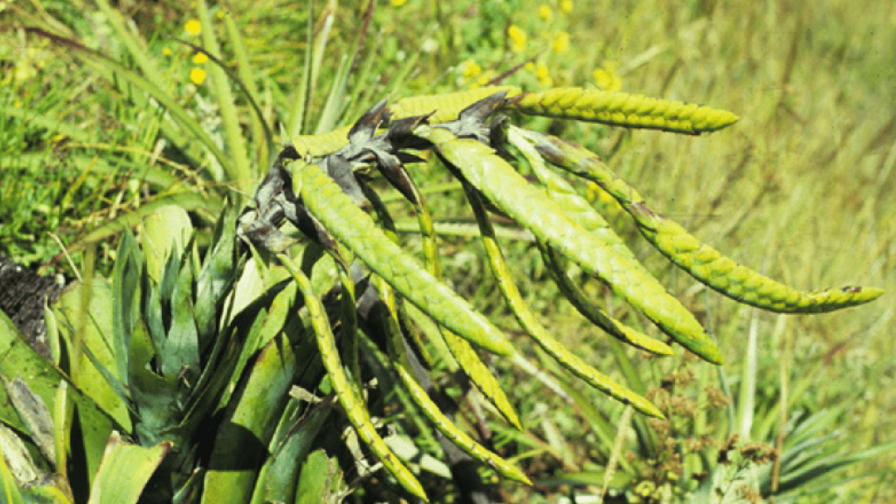 Descubren dos nuevas especies de bromelias en los Andes de Ecuador
