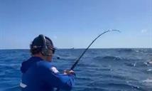 "Los Sabaleros" dominan torneo de pesca al Marlin Blanco.