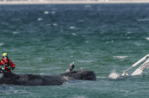Hallan muerta a la ballena rescatada tras permanecer varada en la costa alemana dos meses