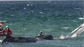 Hallan muerta a la ballena rescatada tras permanecer varada en la costa alemana dos meses