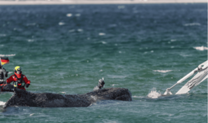 Hallan muerta a la ballena rescatada tras permanecer varada en la costa alemana dos meses