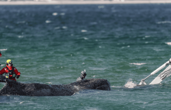 Hallan muerta a la ballena rescatada tras permanecer varada en la costa alemana dos meses