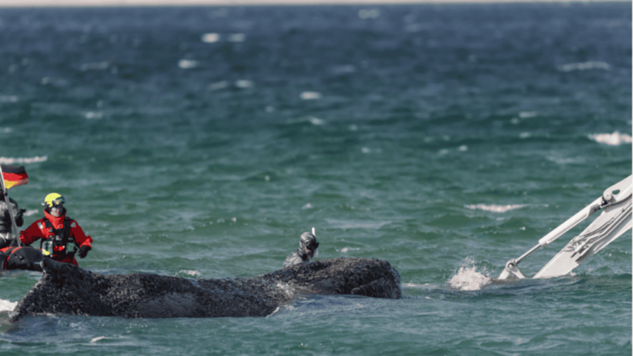 Hallan muerta a la ballena rescatada tras permanecer varada en la costa alemana dos meses