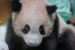 El primer panda gigante nacido en Indonesia se apresta a su presentación en sociedad