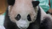 El primer panda gigante nacido en Indonesia se apresta a su presentaci&oacute;n en sociedad
