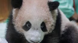 El primer panda gigante nacido en Indonesia se apresta a su presentaci&oacute;n en sociedad