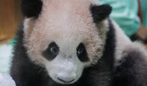 El primer panda gigante nacido en Indonesia se apresta a su presentaci&oacute;n en sociedad