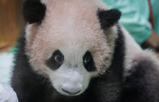 El primer panda gigante nacido en Indonesia se apresta a su presentaci&oacute;n en sociedad