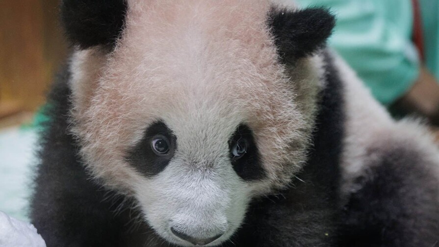El primer panda gigante nacido en Indonesia se apresta a su presentaci&oacute;n en sociedad