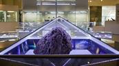Dos asteroides semejantes al del meteorito de Cheli&aacute;binsk pasar&aacute;n junto a la Tierra