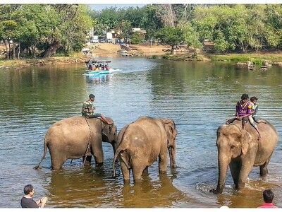 Una pelea de elefantes en la India acaba con la vida de una turista