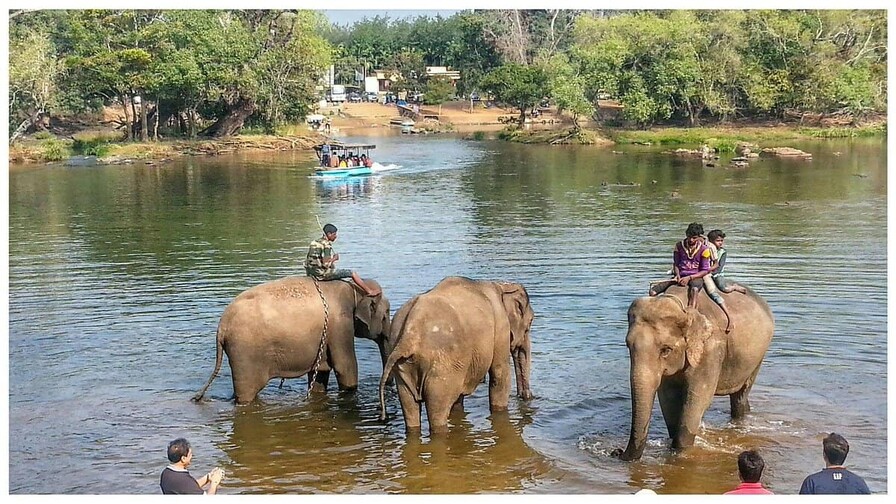 Una pelea entre elefantes en la India acaba con la vida de una turista
