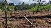 Am&eacute;rica Latina y el Caribe se propone alcanzar el nivel cero deforestaci&oacute;n antes de 2030
