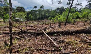 Am&eacute;rica Latina y el Caribe se propone alcanzar el nivel cero deforestaci&oacute;n antes de 2030